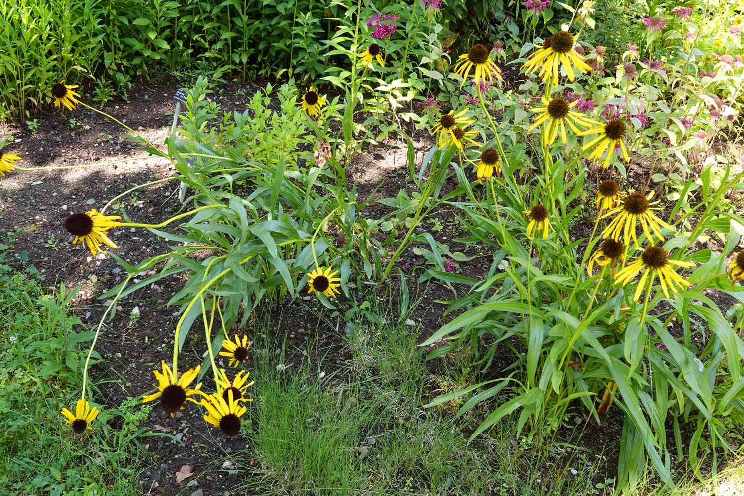 Gelbe Sonnenhutblüten auf dünnen Stielen mit strahlend gelben Blütenblättern und dunkelbraunen Zentren im Garten