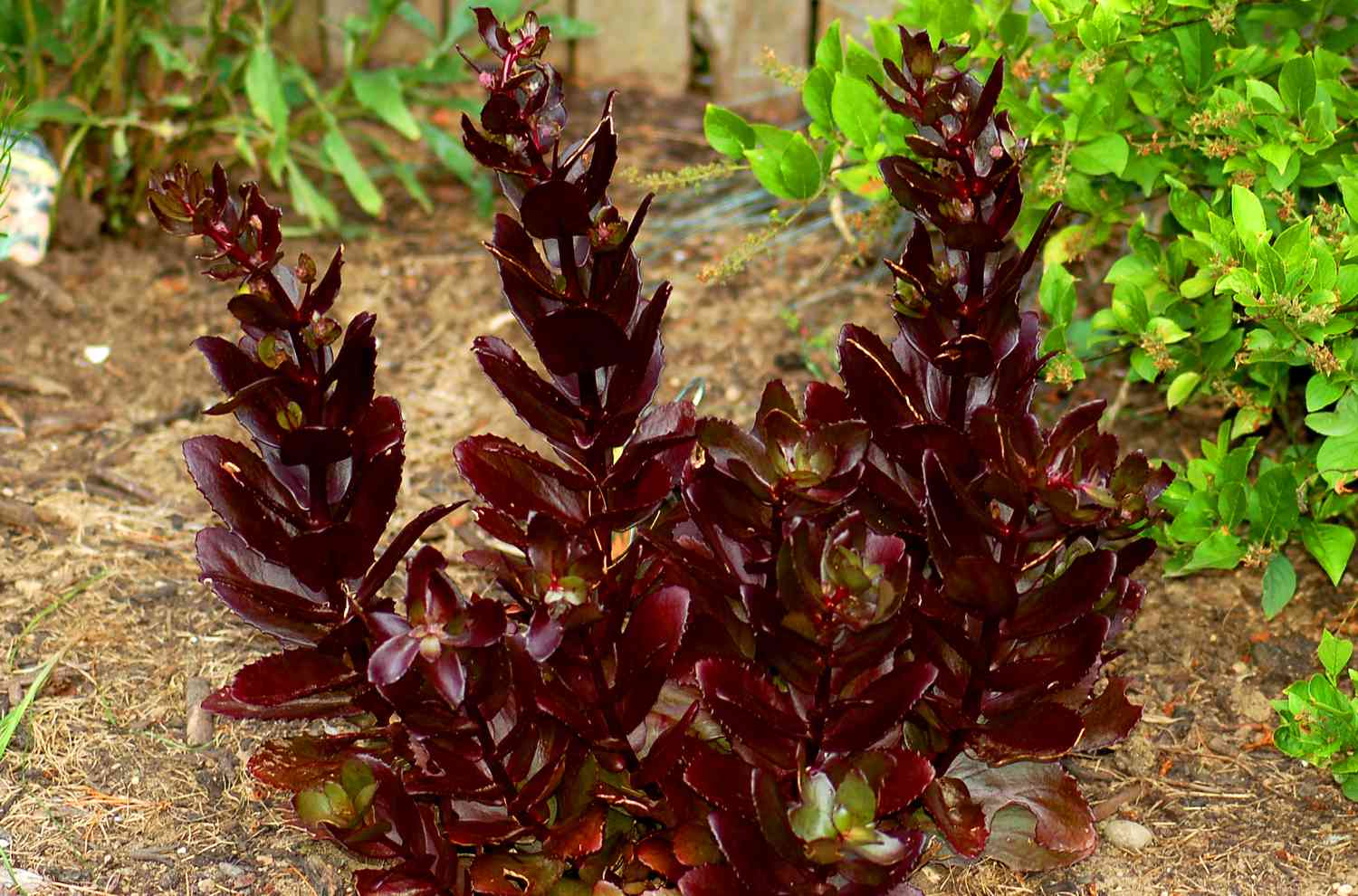 'Chocolate Drop' Sedum mit dunklen Blättern.