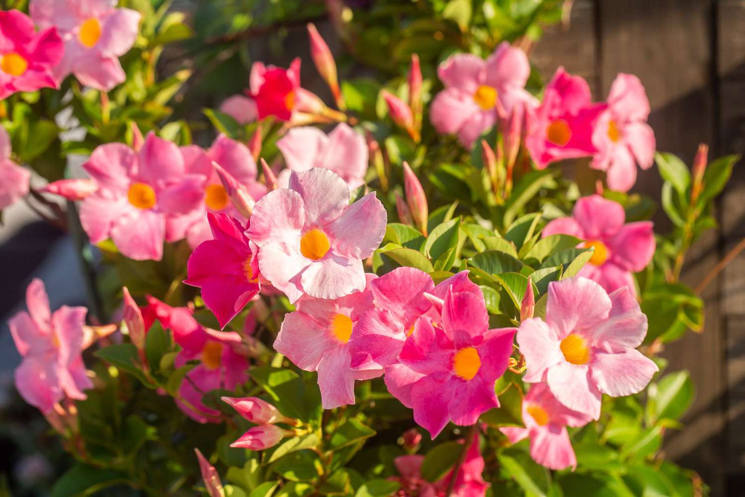 Mandevilla-Rebe mit hell- und dunkelrosa Blüten mit gelber Mitte und Knospen in Großaufnahme