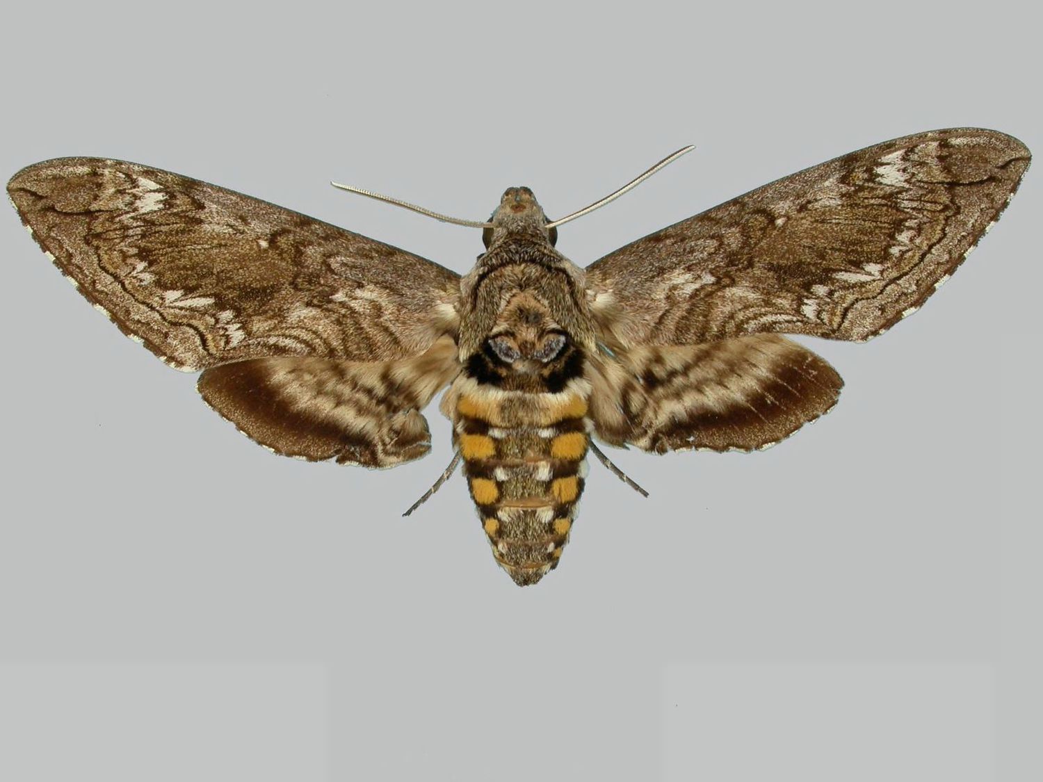 Un spécimen de papillon de nuit sphinx de Blackburn en exposition sur une surface blanche