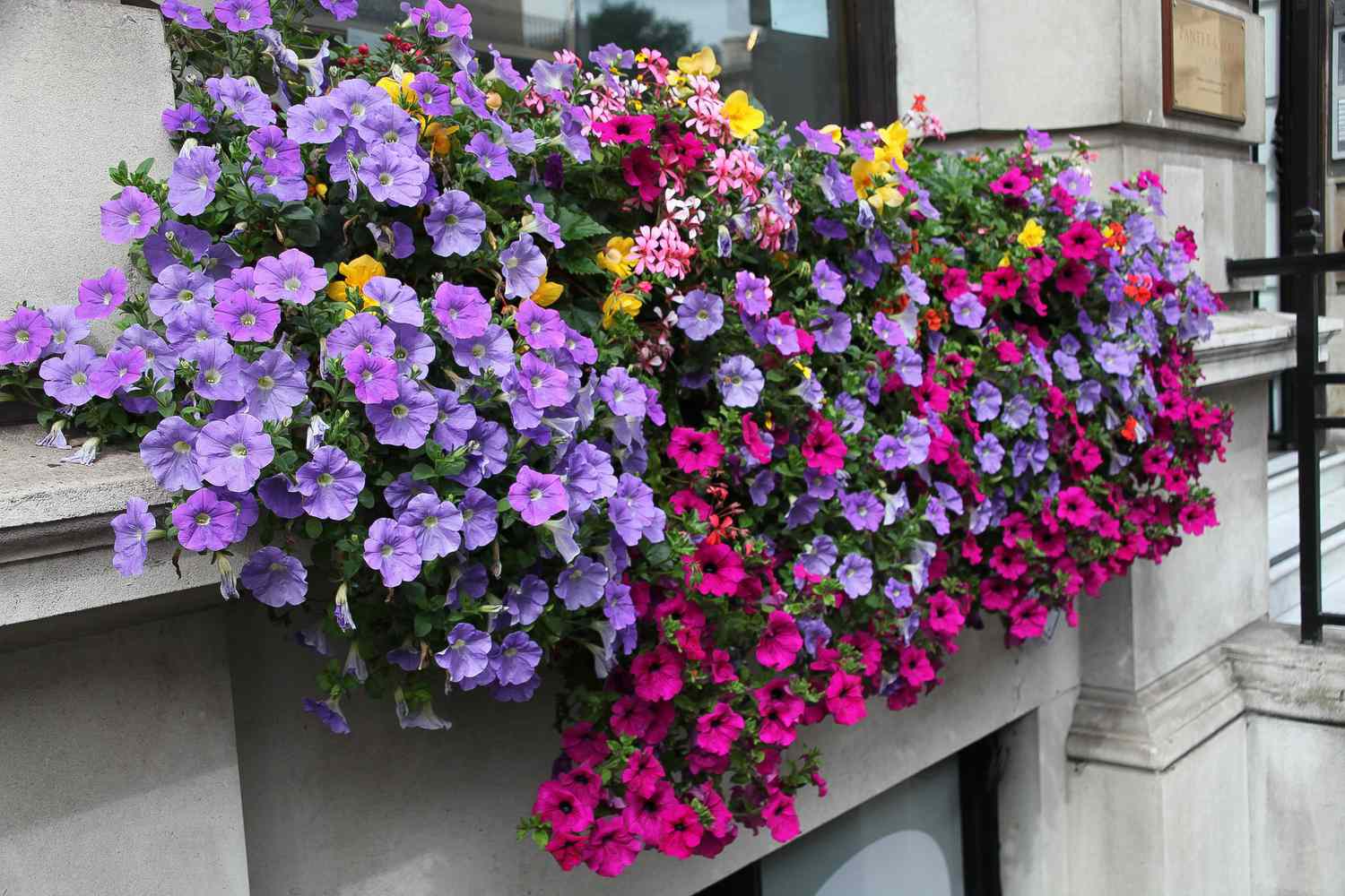 Frühlingsfensterkasten mit lila, rosa und gelben Blüten