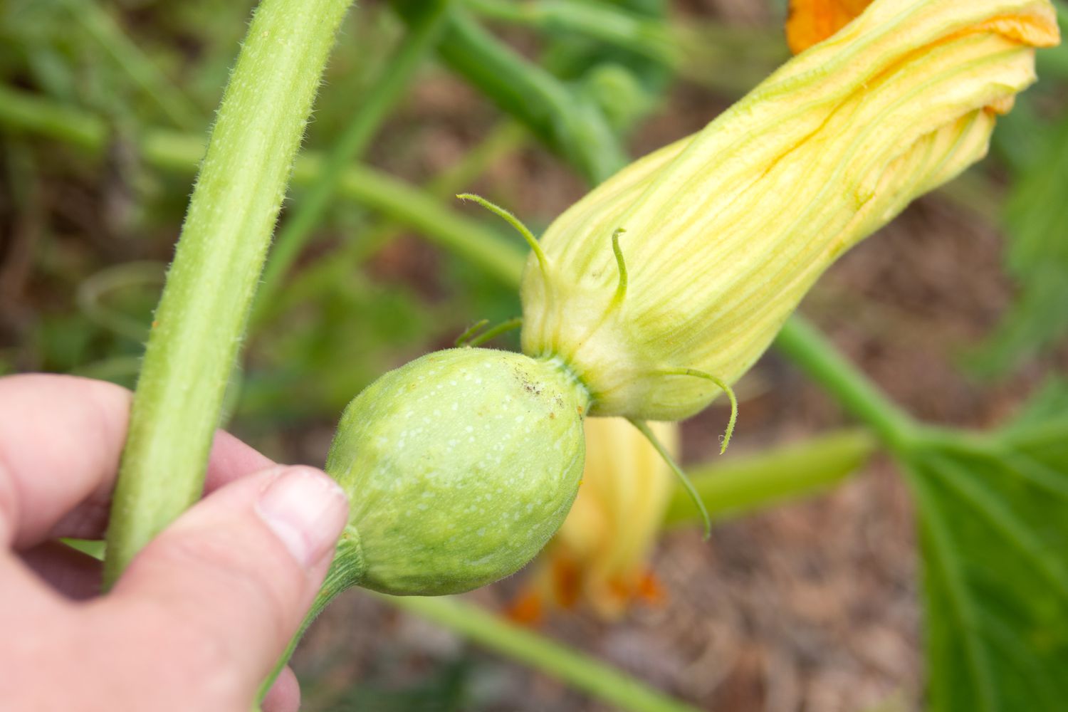 Späte gelbe Blüte von der Kürbisrebe entfernt, Nahaufnahme