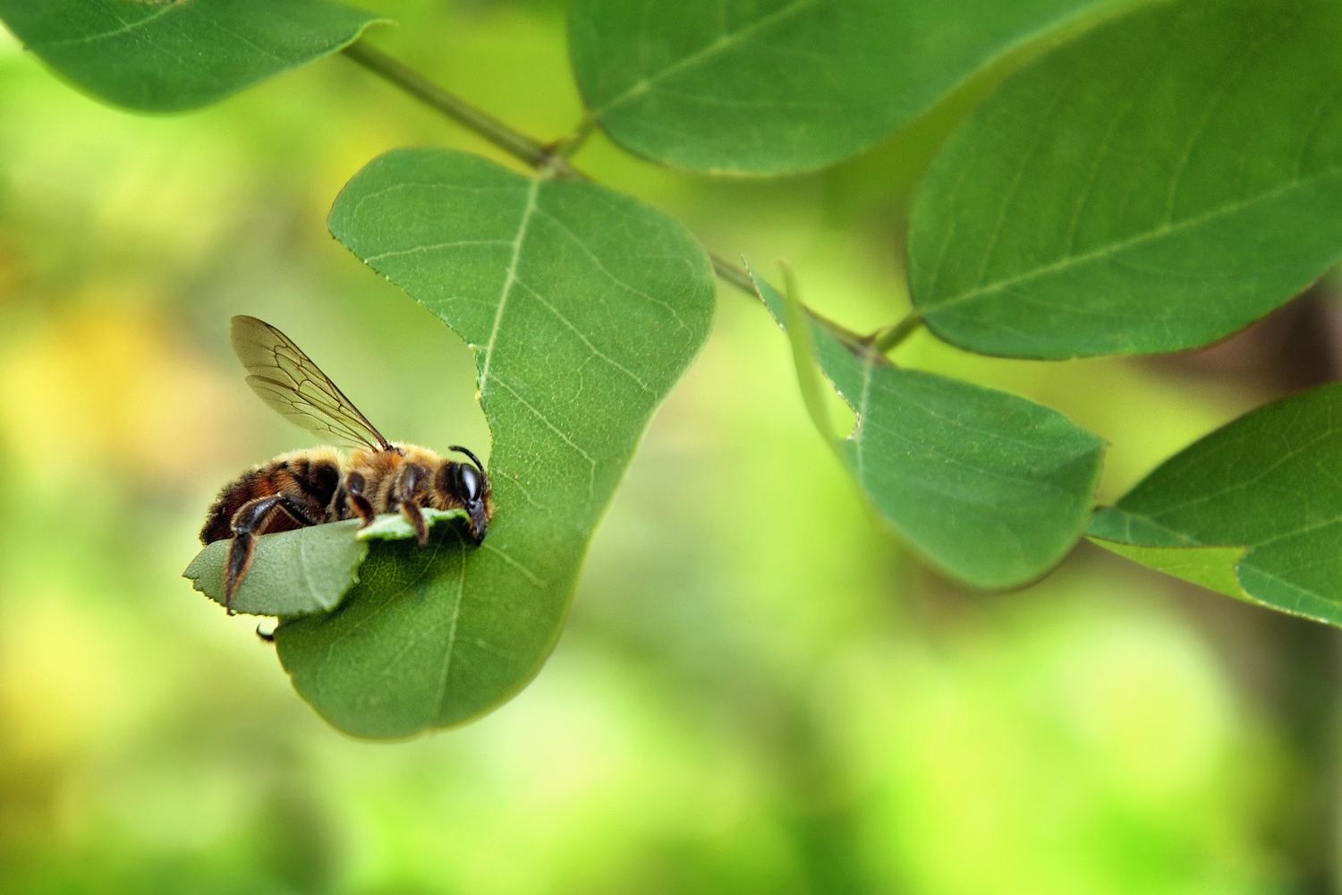 Blattschneiderbiene schneidet ein Stück Blatt einer Pflanze heraus