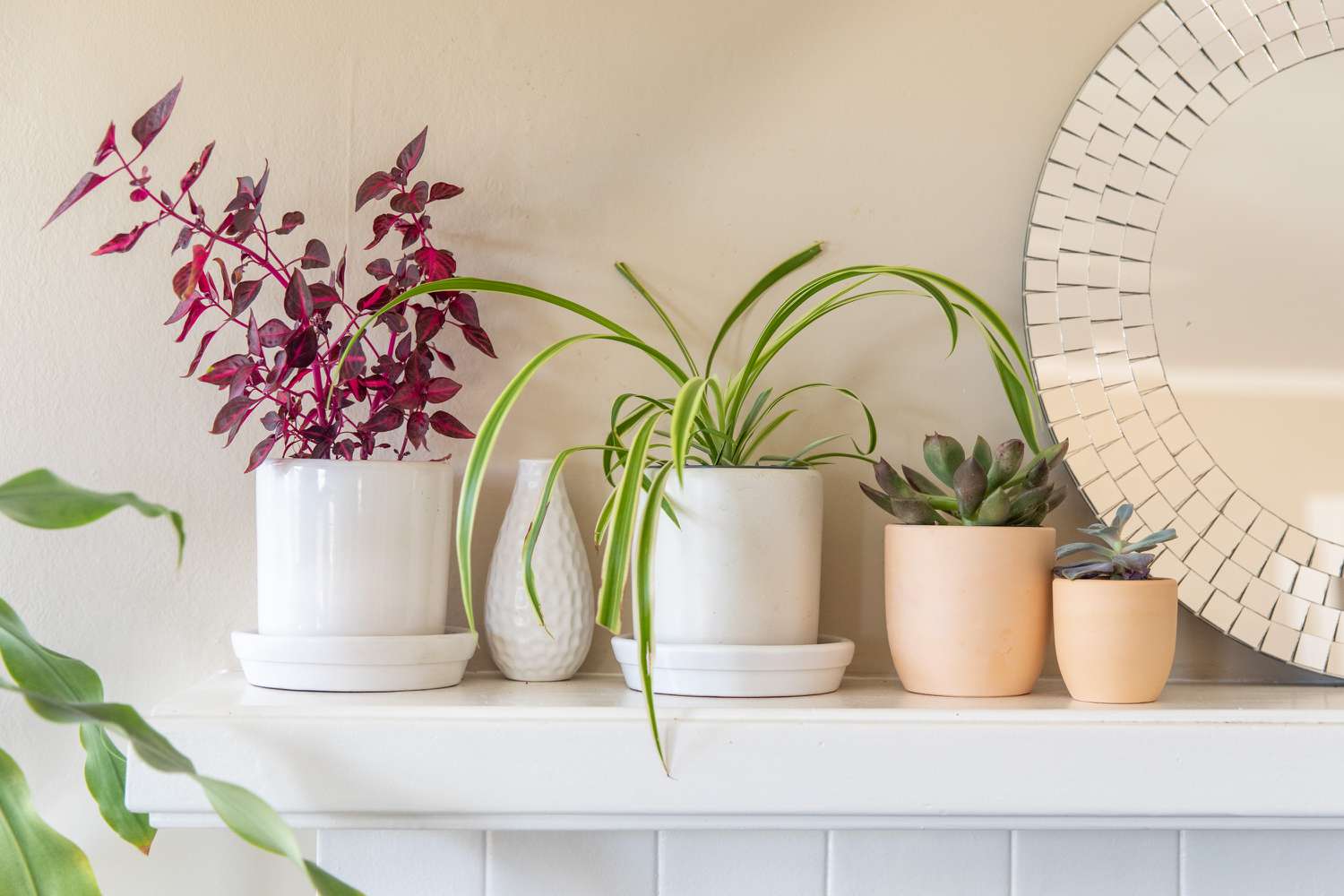 plantas domésticas em uma lareira