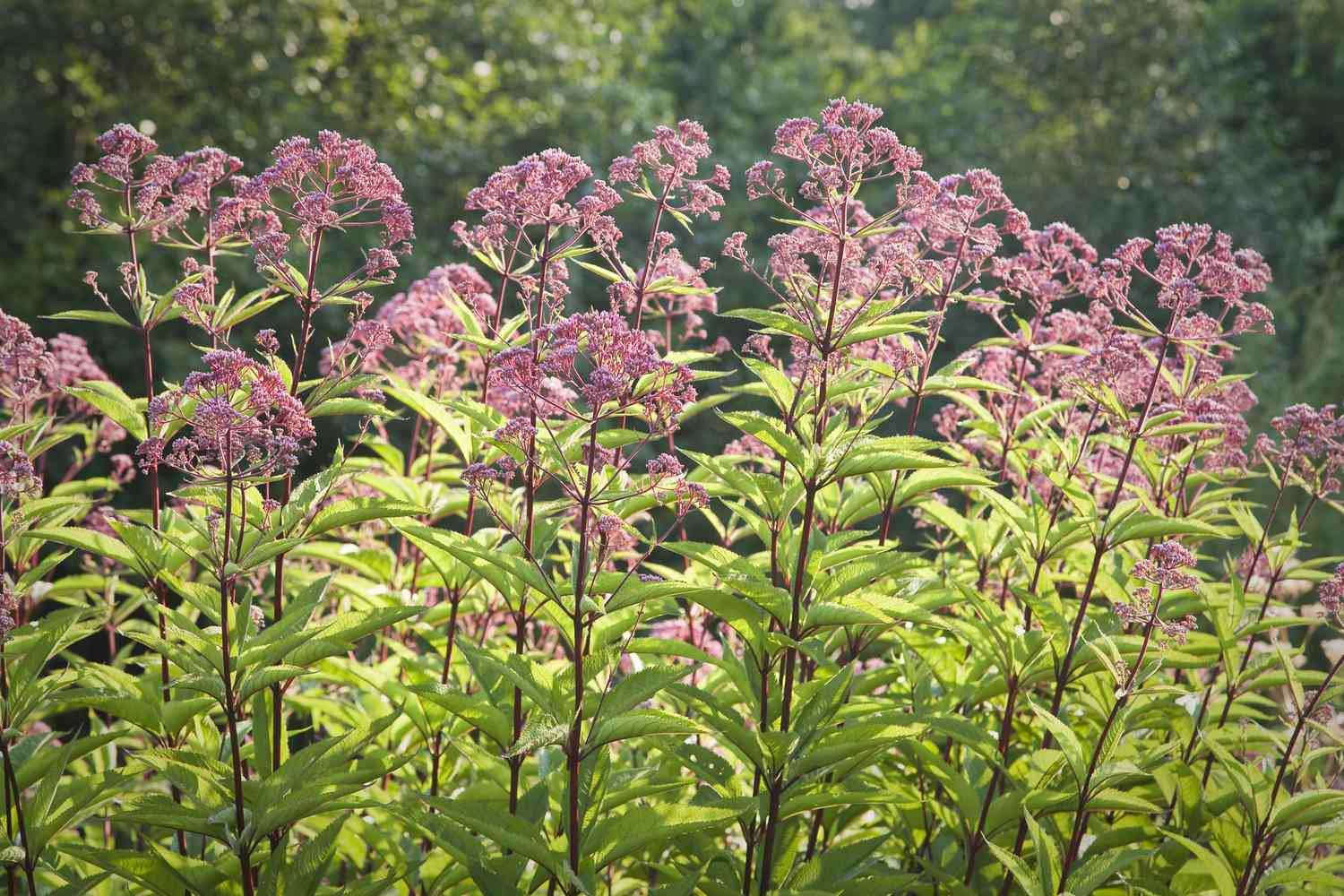 Süßholzgewächse (Eupatorium)