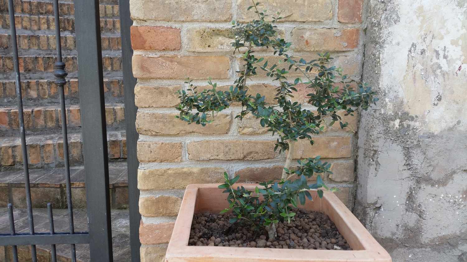 Joven olivo arbequina en una jardinera