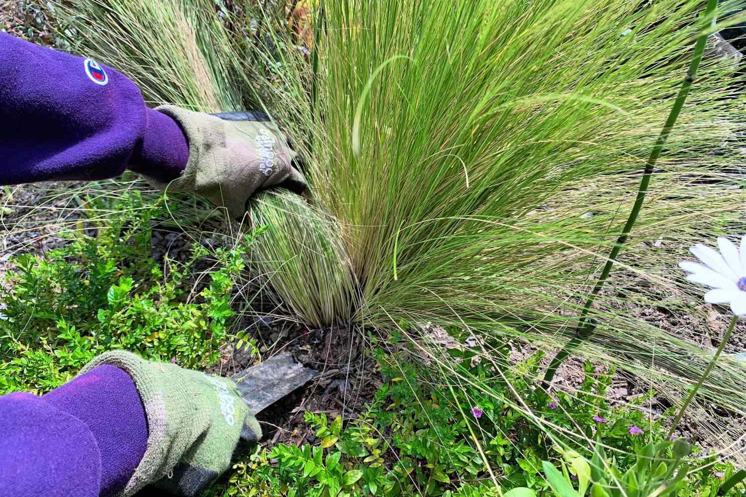 grooming ornamental grasses