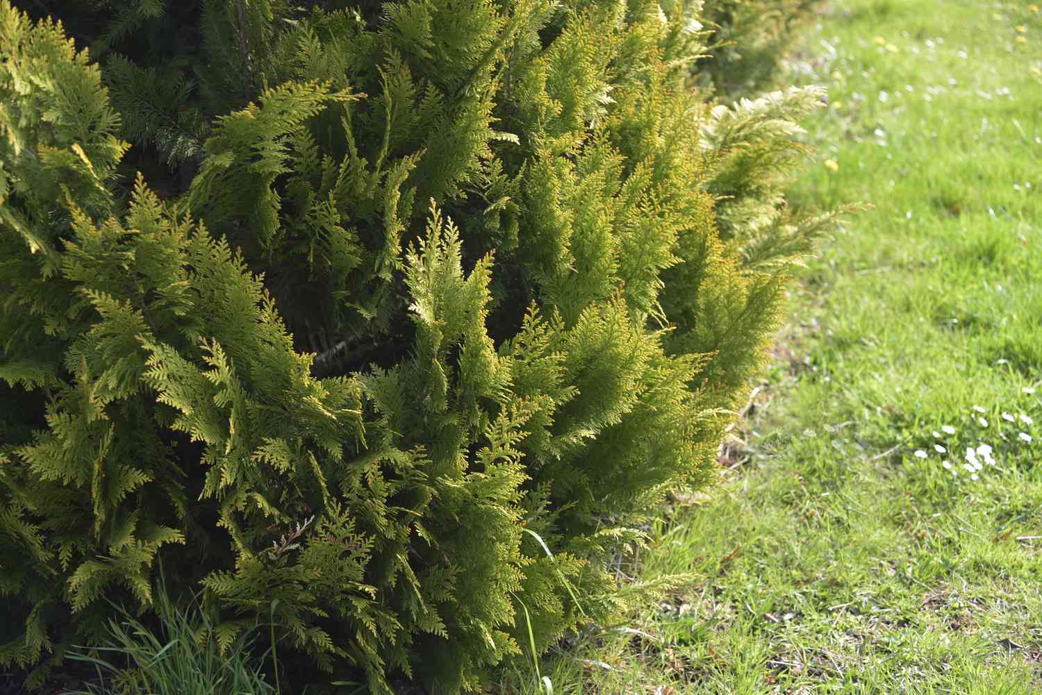Falsche Zypresse chamaecyparis lawsoniana Baum mit flachem und gefiedertem Laub am Rande einer Rasenfläche