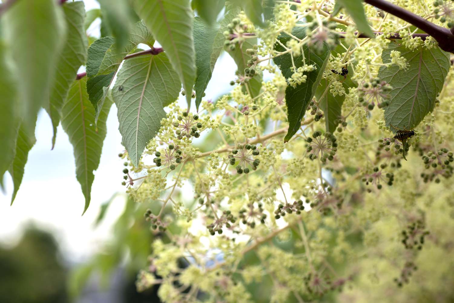 Árbol de angélica japonesa con racimos de flores de color crema bajo las hojas