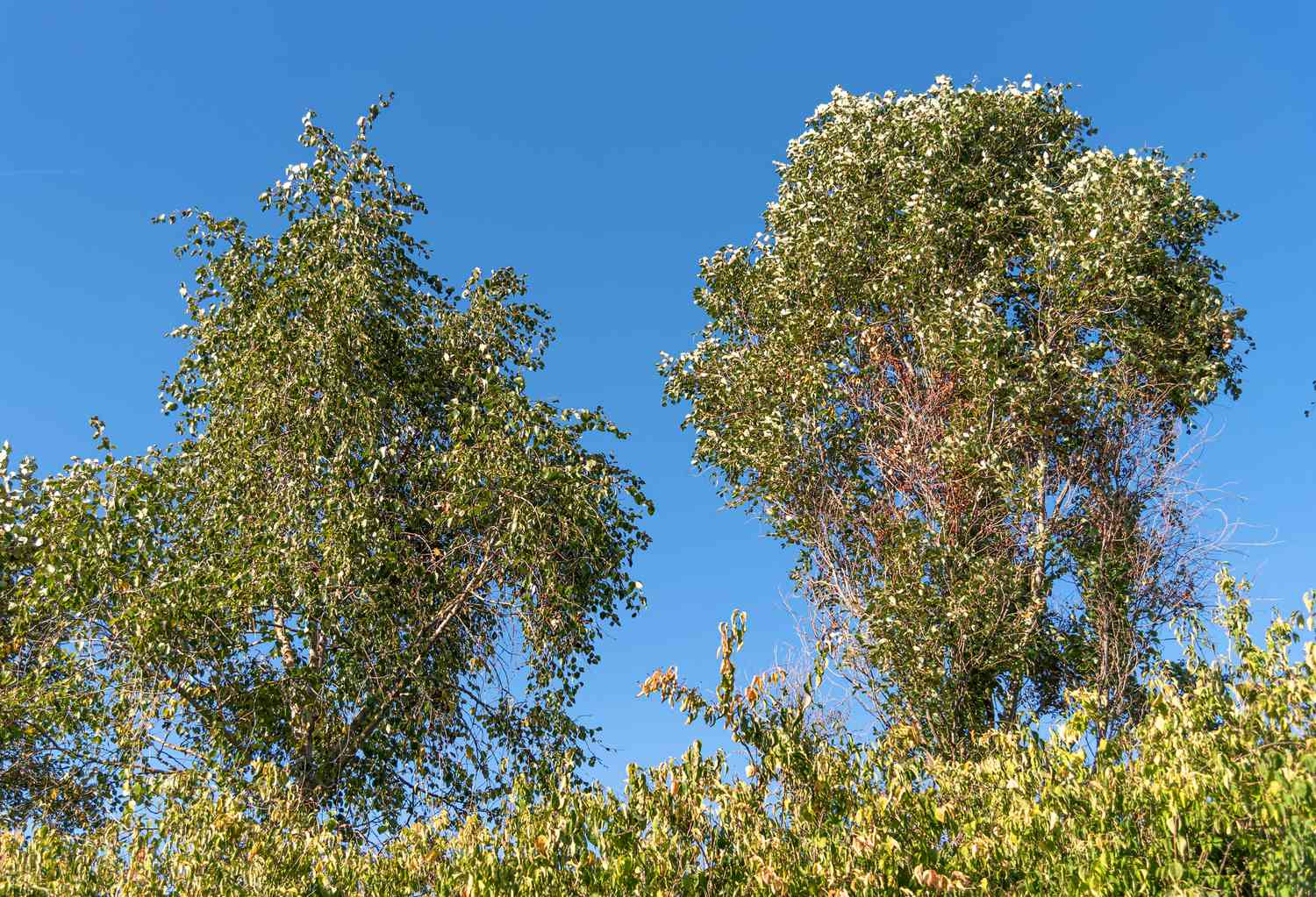 Balsam für Gilead-Bäume mit weißlich-grünen Blättern an den oberen Ästen vor blauem Himmel