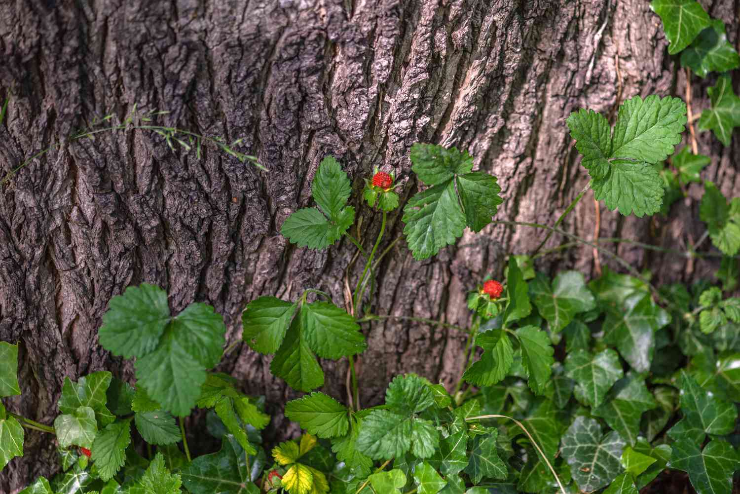 Faux fraisier à feuilles arrondies et dentées grimpant sur un tronc d'arbre avec des fruits rouges