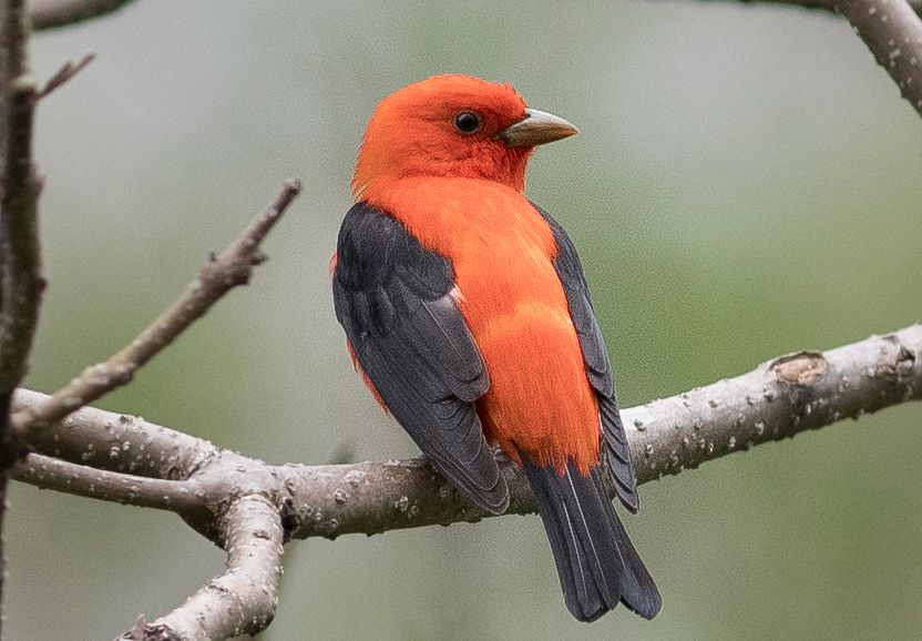 scarlet tanager with orange plumage
