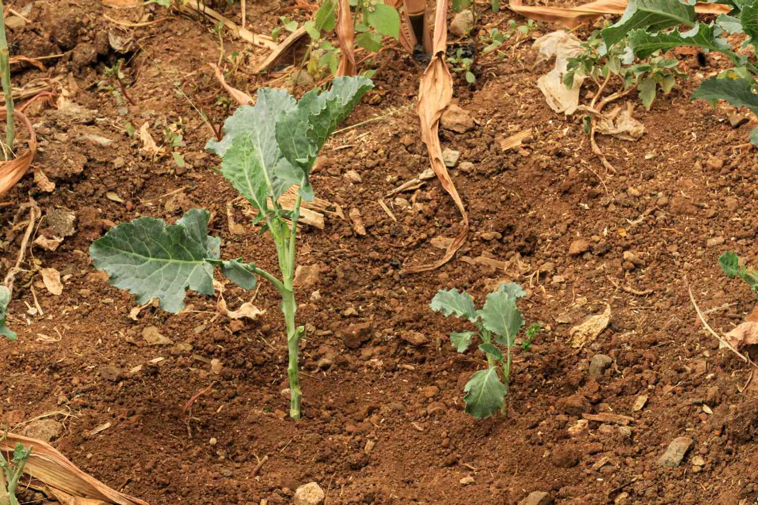 Mesmas plantas vegetais no solo em diferentes níveis de maturidade na horta