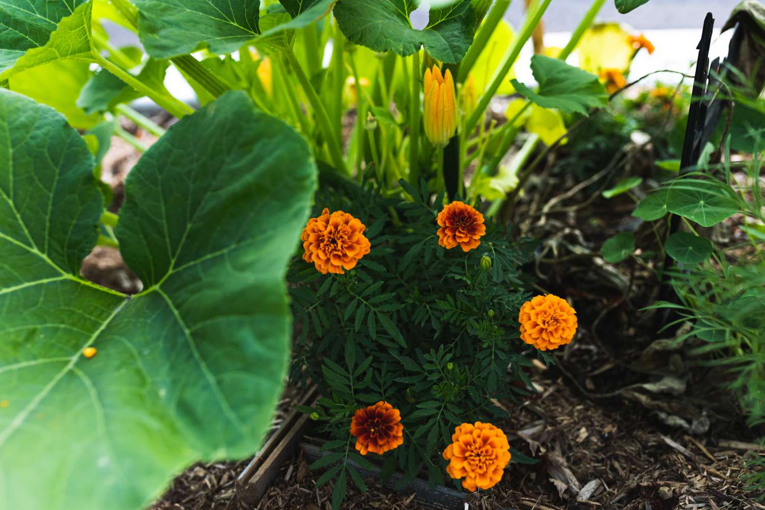 Ringelblumen in einem Garten