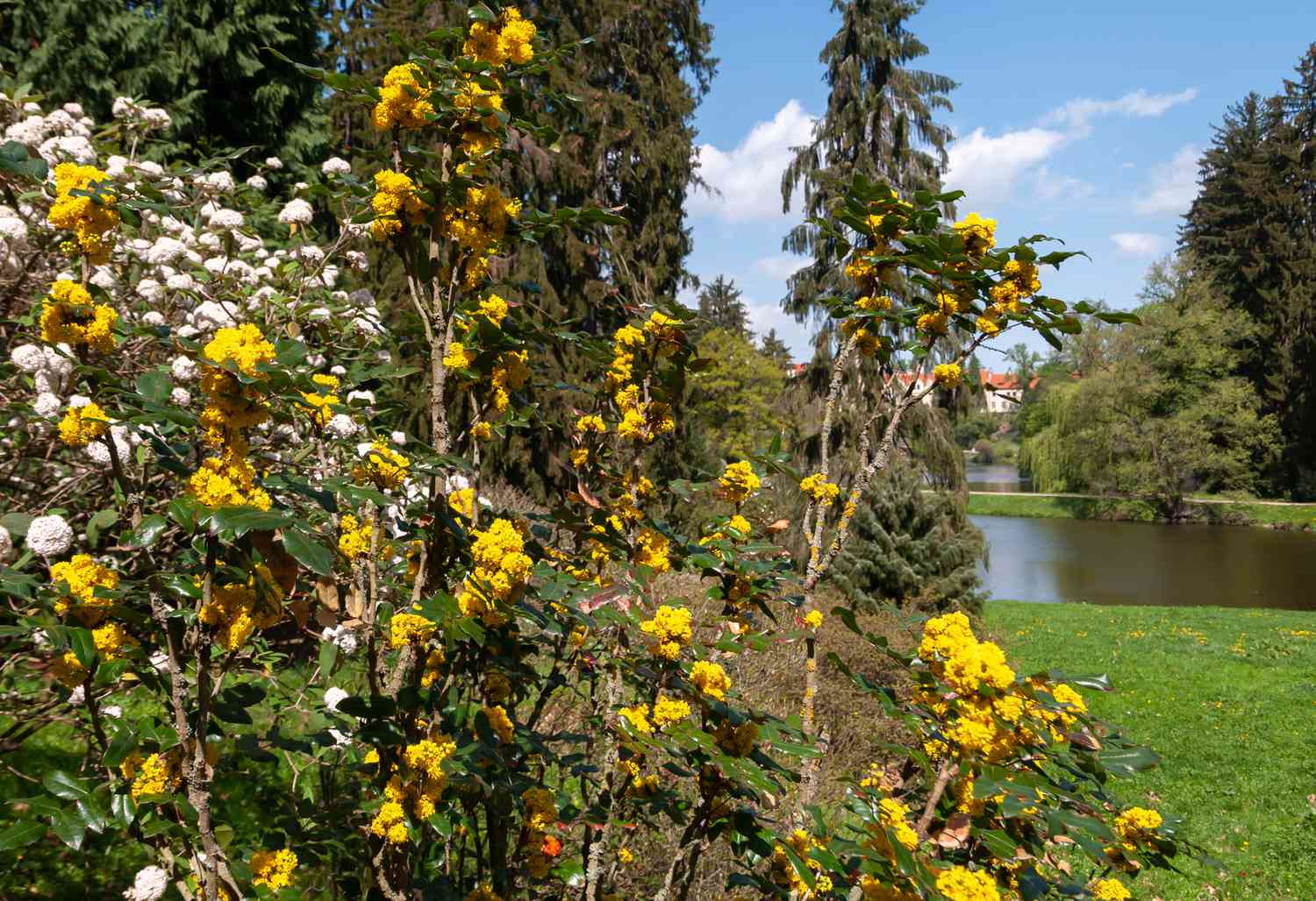 Arbusto de uva de Oregón con ramas altas y flores amarillas