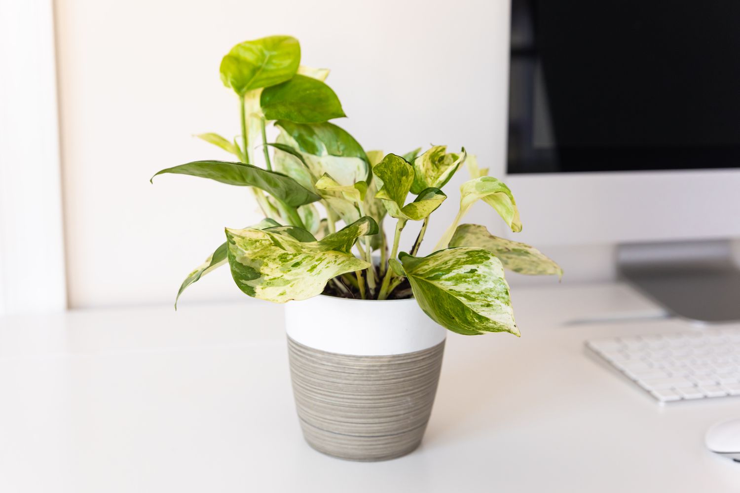 Manjula pothos plant in gray and white pot on computer desk