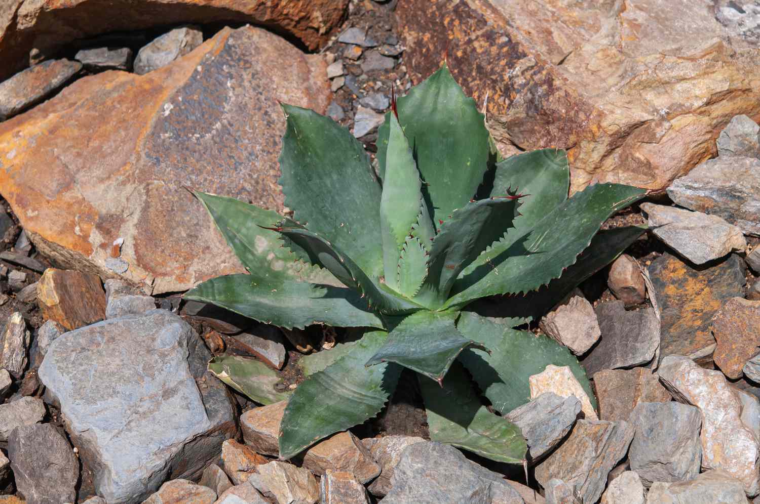 Parrys Agavenpflanze wächst zwischen Felsen