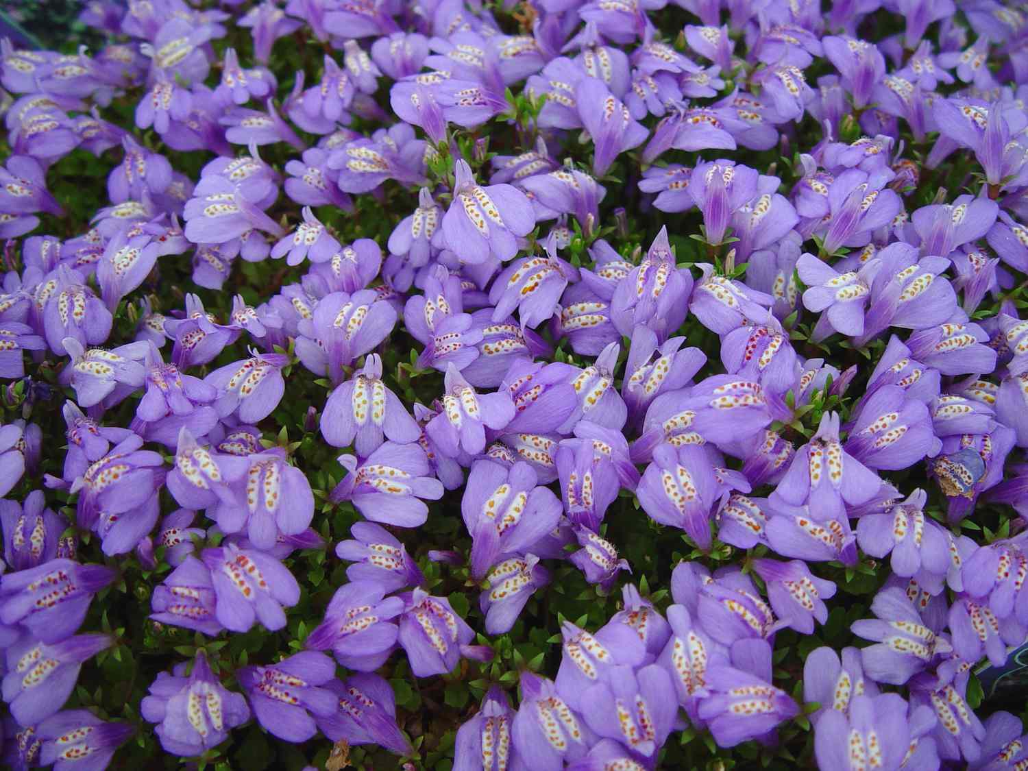 Mazus reptans 'Purple'