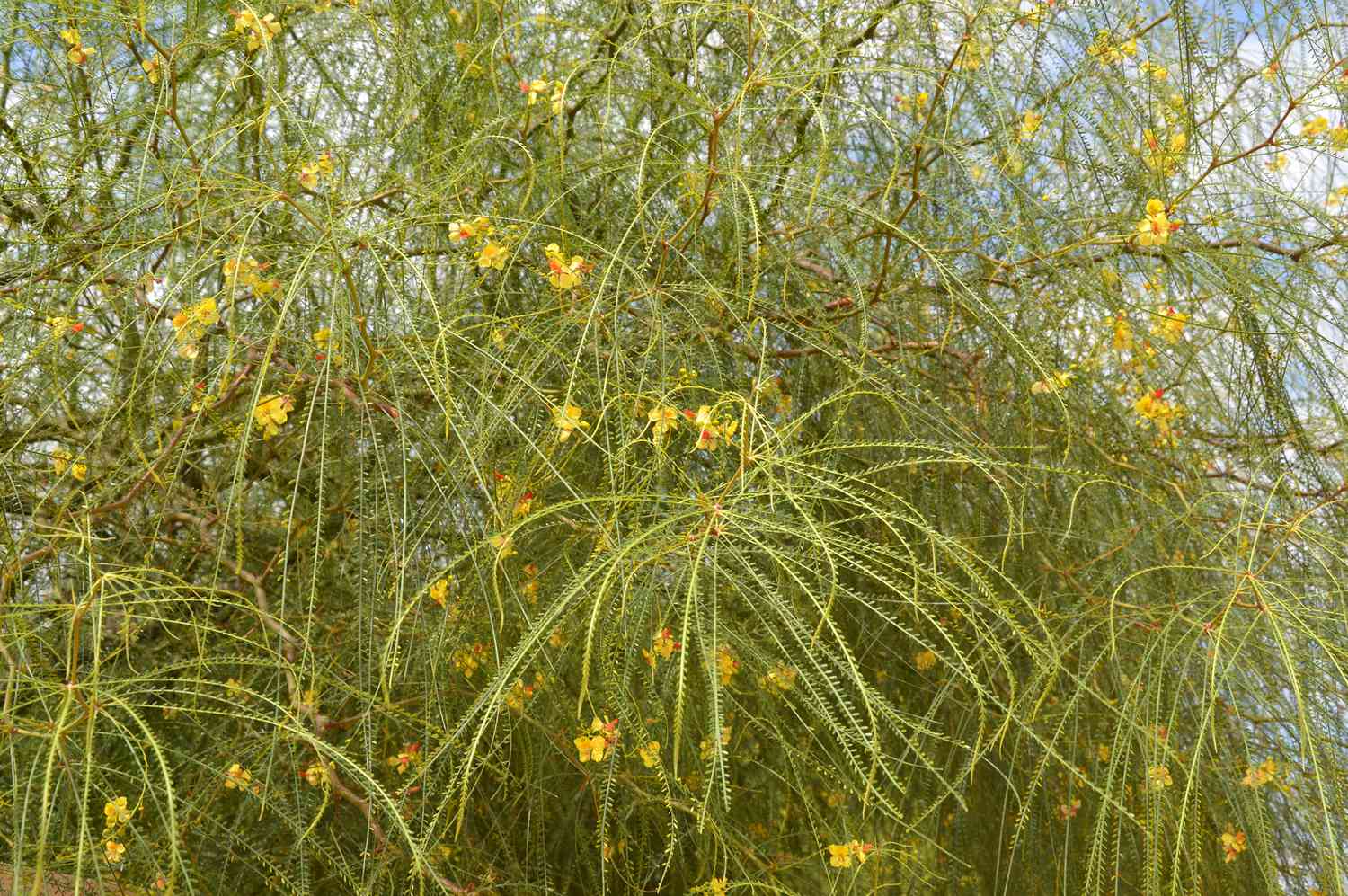 As flores amarelas brilhantes em um palo verde mexicano (Parkinsonia aculeata)