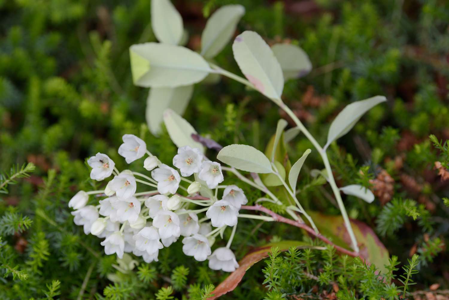 Planta de botão de mel com pequenas flores brancas em forma de sino na borda do caule com folhas verde-acinzentadas