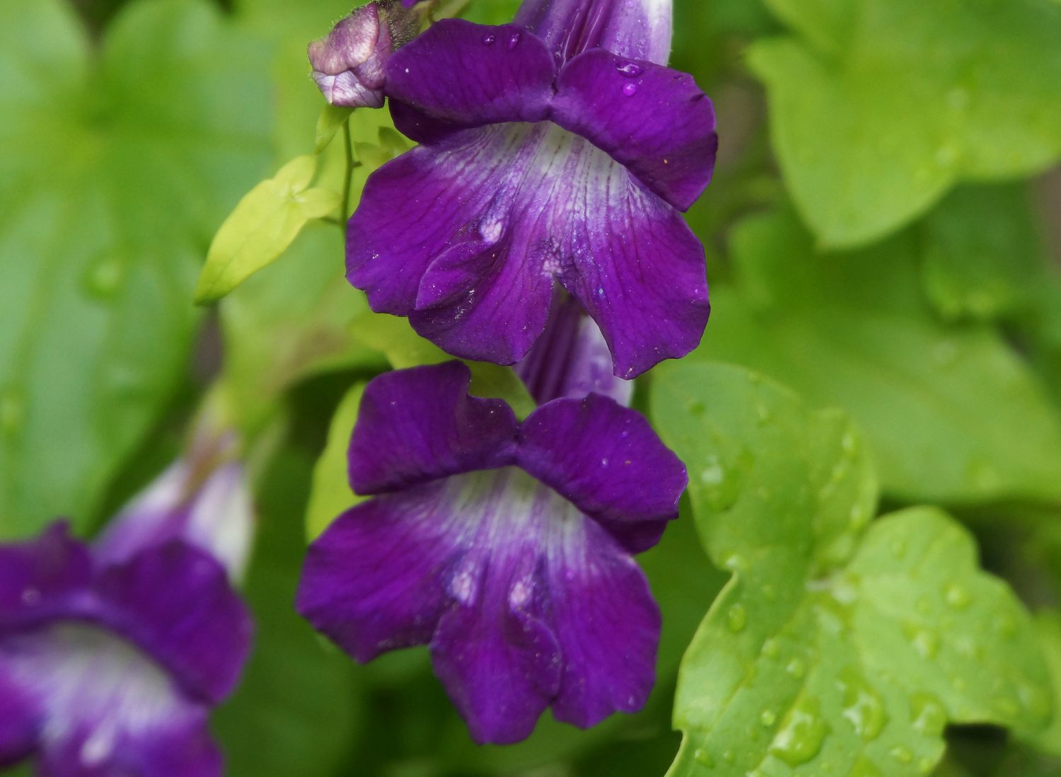 Löwenmäulchen-Ranke mit violetten und weißen trompetenförmigen Blüten mit Wassertropfen in Großaufnahme