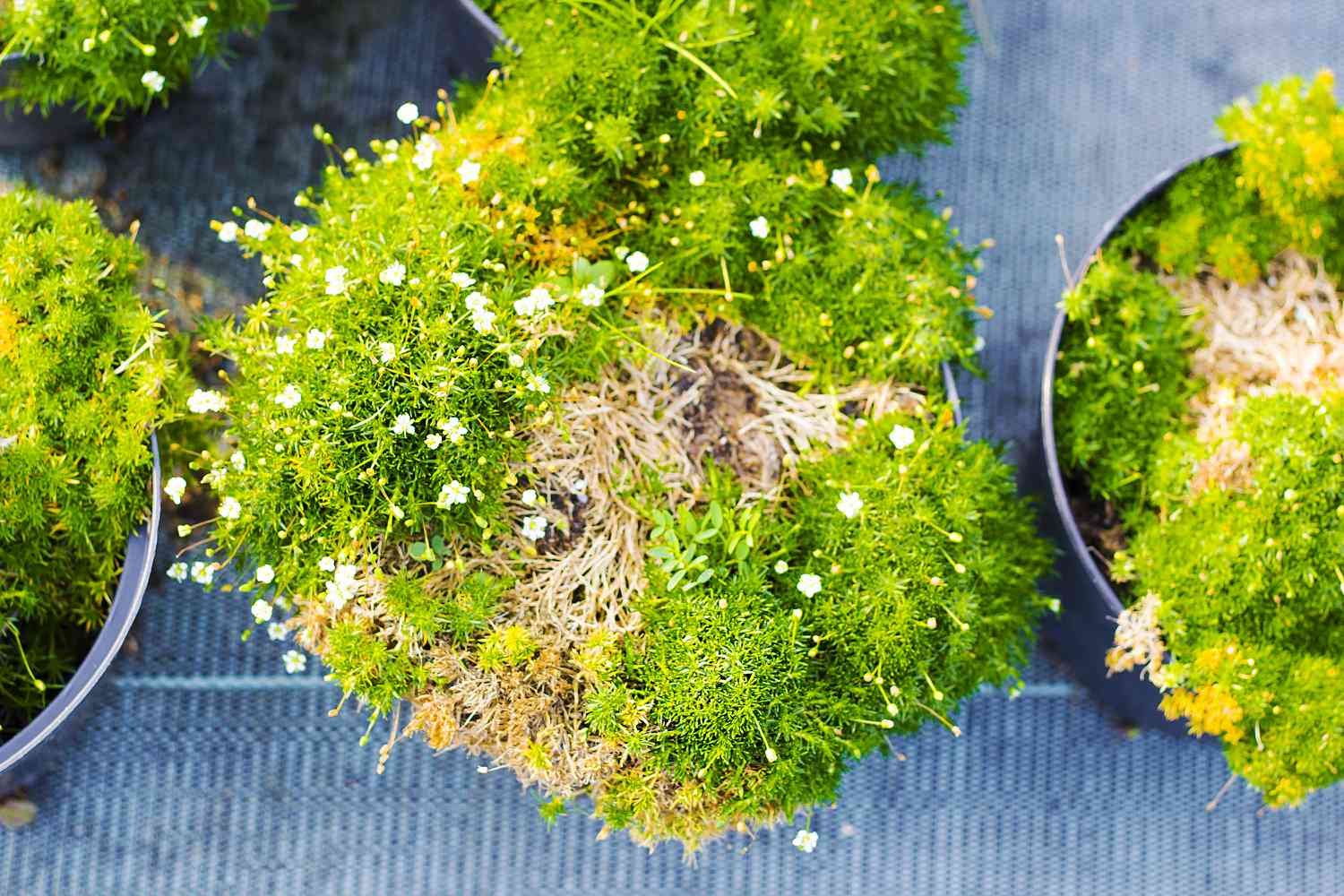 Sagina blühende Pflanzen in Töpfen zu verkaufen. Irisches Moos in Blumentöpfen Draufsicht