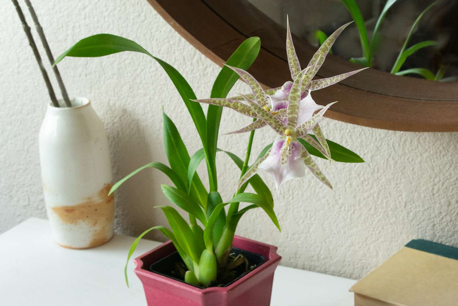 Brassia-Orchideenpflanze mit lang gefleckten Kelchblüten