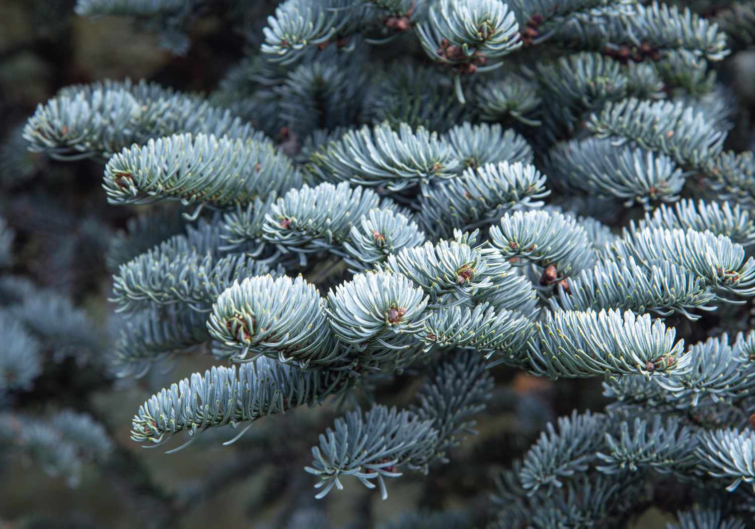 Branche de sapin noble avec aiguilles courtes gris-bleu vif gros plan