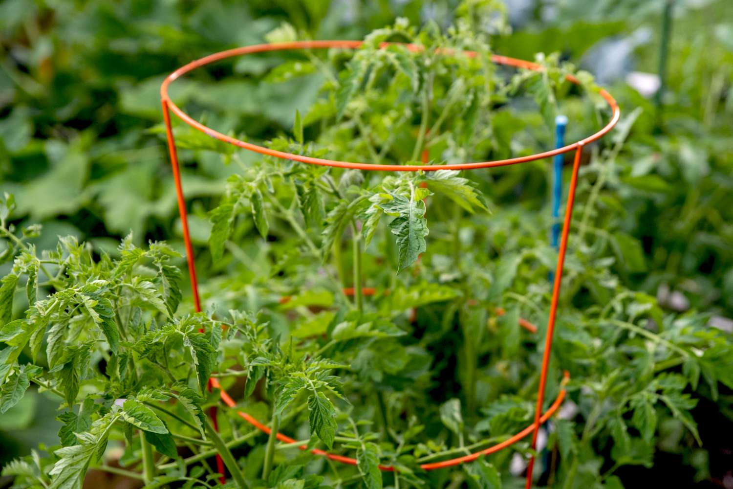 Tomatenpflanze im roten Pflanzenkäfig in Großaufnahme