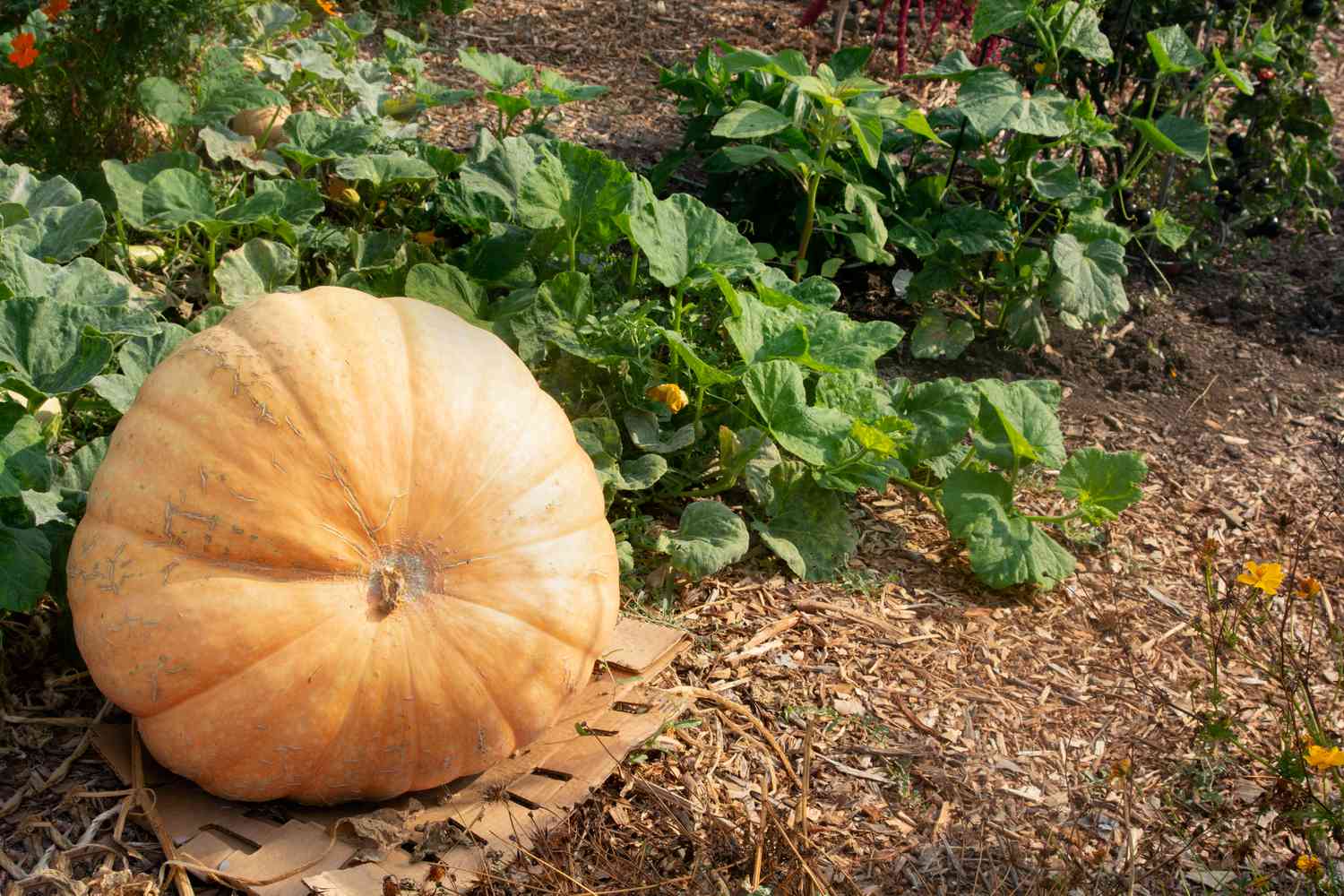 Gran calabaza naranja tumbada sobre mantillo junto a enredaderas con hojas grandes