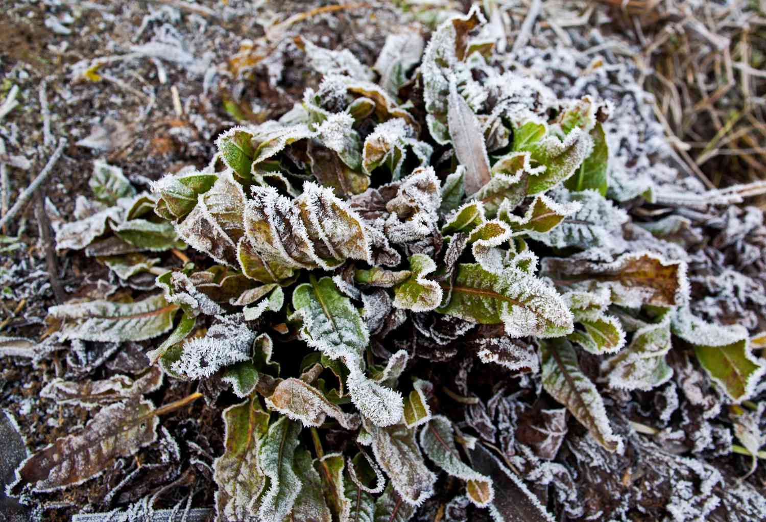 Plant struck by frost