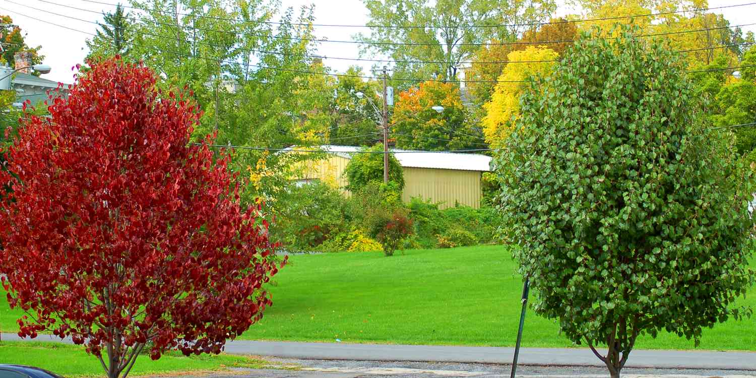 Ein roter und grüner Bradford-Birnenbaum