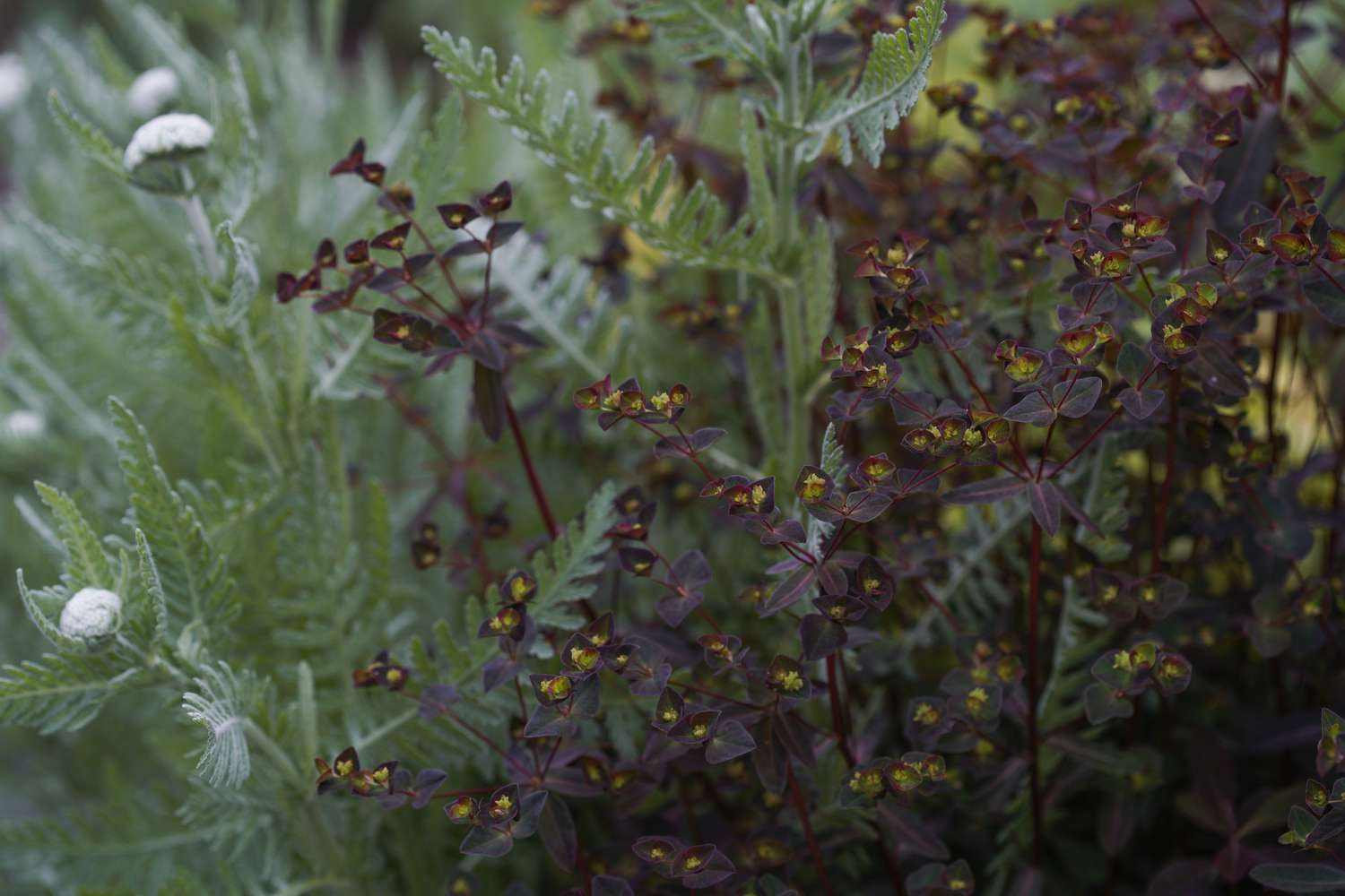 Euphorbia dulcis 'Chameleon' Pflanzen