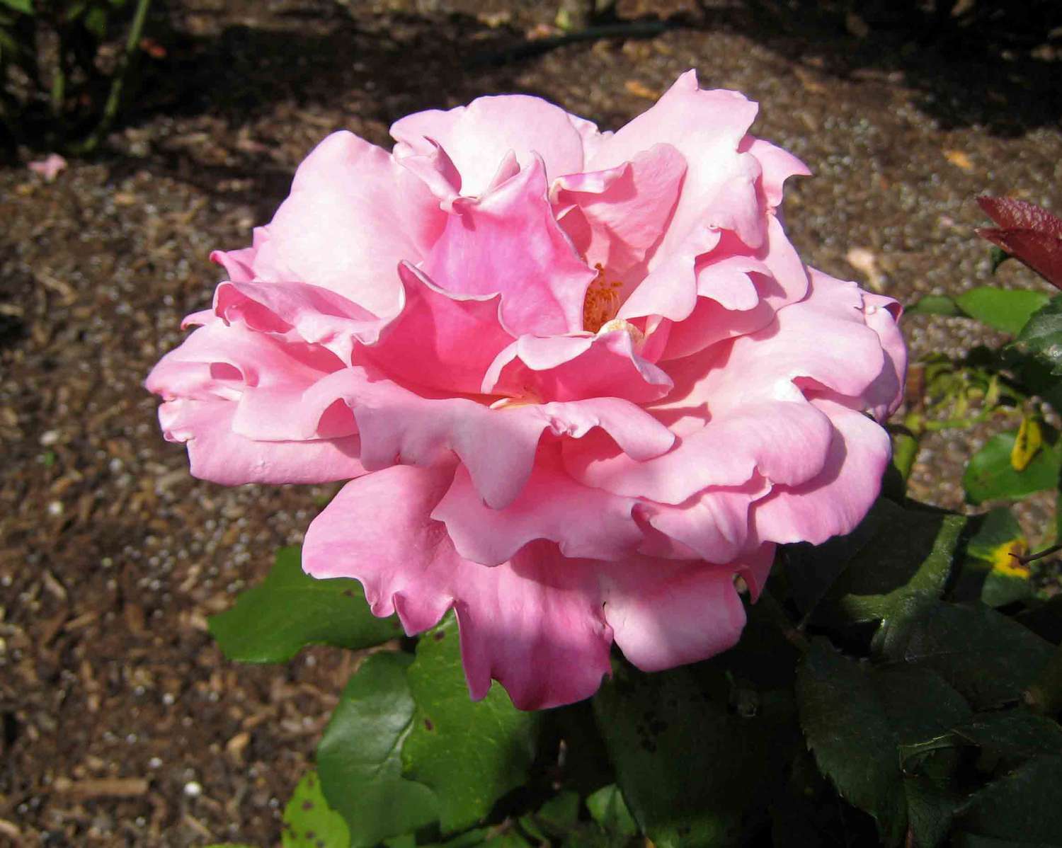 Rosa 'Memorial Day'