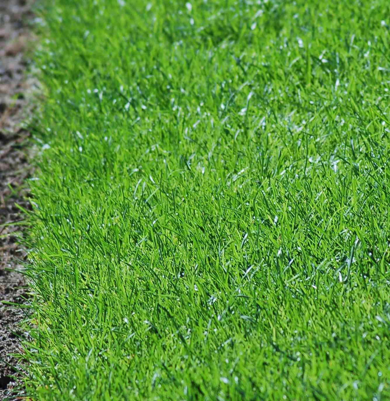 Skalpieren Sie Ihren Rasen nicht, wenn Sie gesundes Gras haben wollen (Bild).