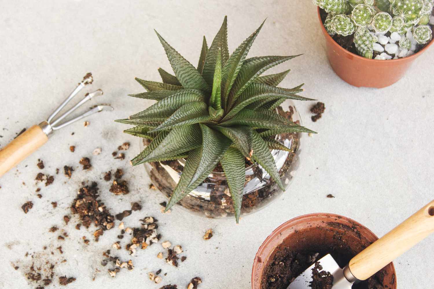 items for repotting a plant