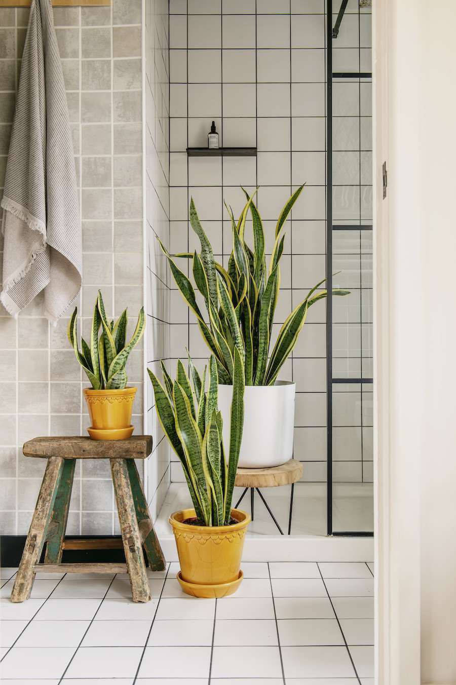 Badezimmer-Pflanzen