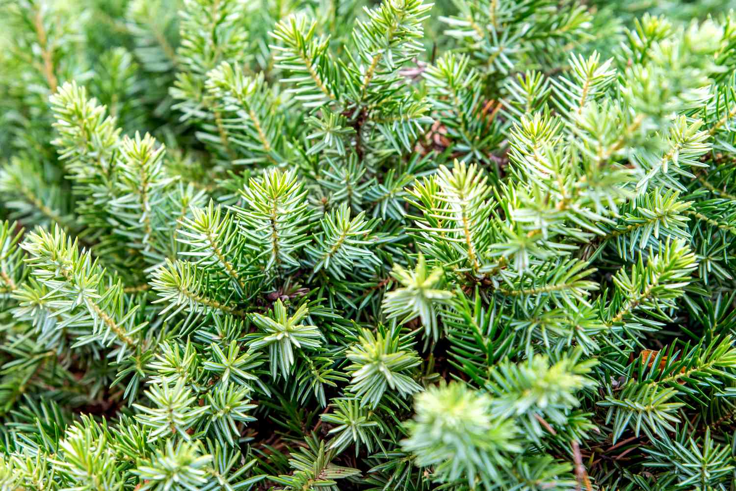 shore juniper details