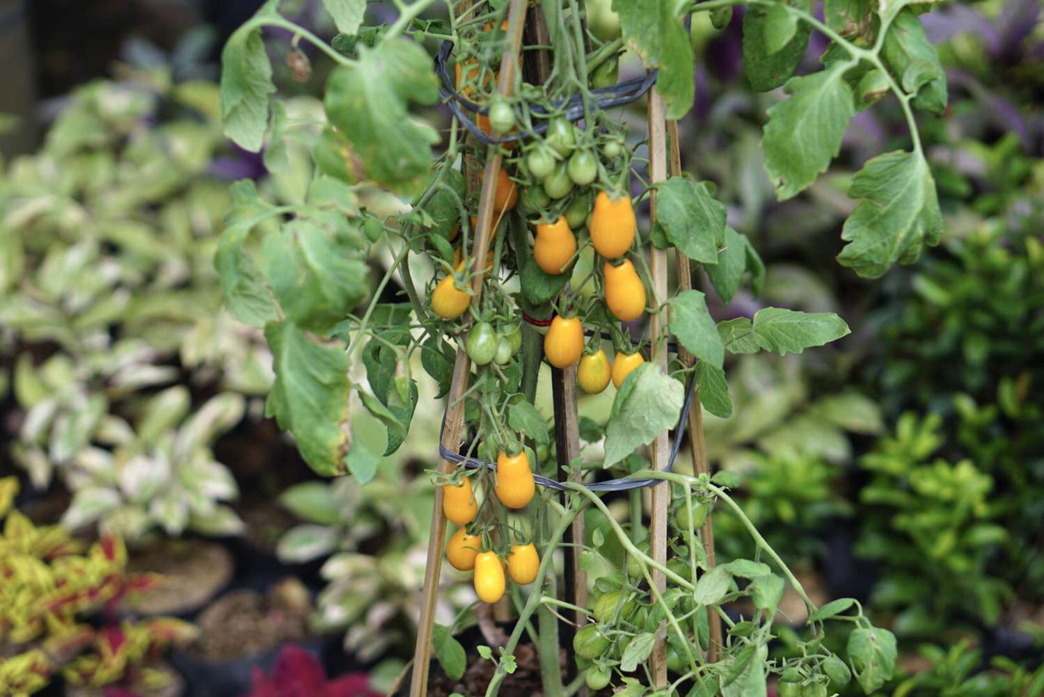 Tomates cereja laranja pendurados em videiras dentro de uma treliça de madeira