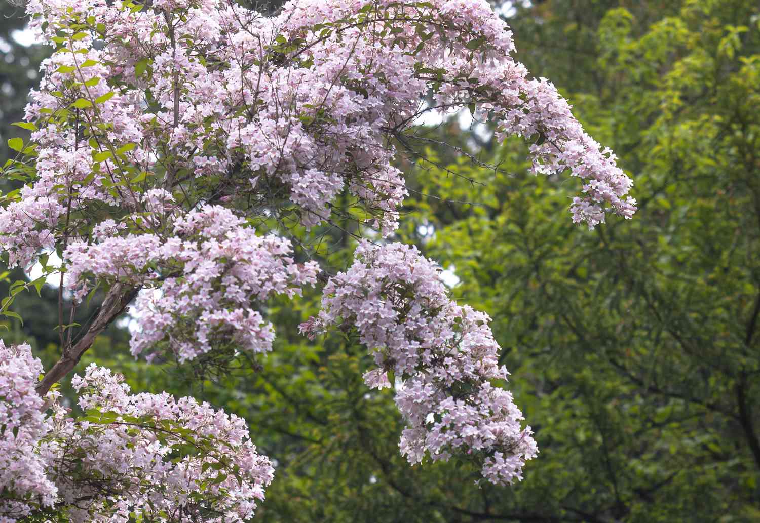 Beauty bush shrub with small pink blooms on arching branches