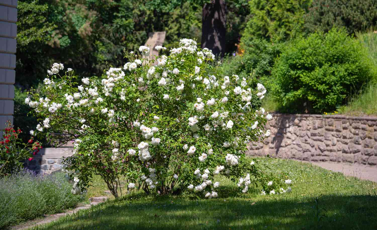 Rosenstrauch mit weißen Blüten im Garten