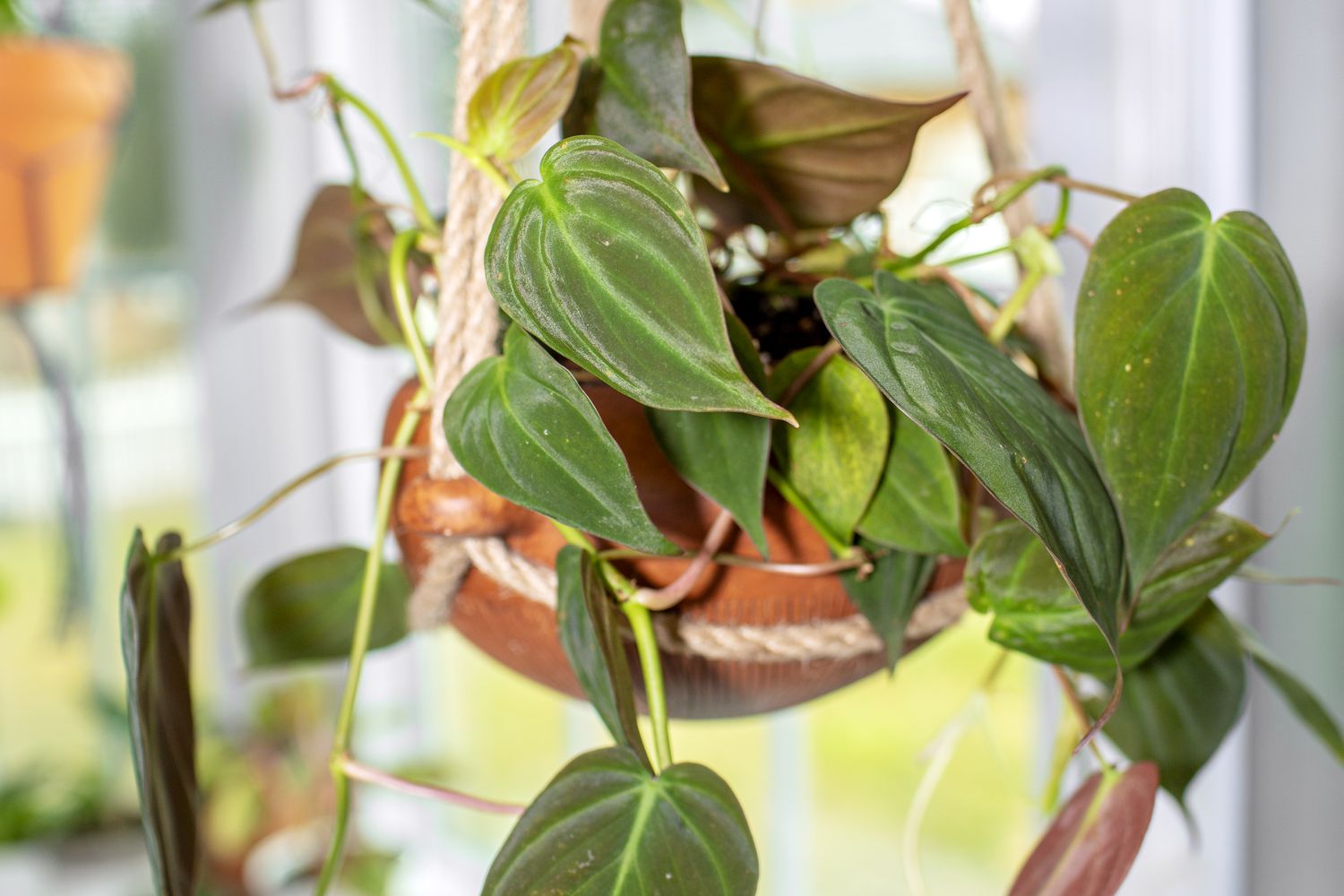 Philodendron micans Pflanze mit samtigen und herzförmigen Blättern in hängendem Pflanzgefäß