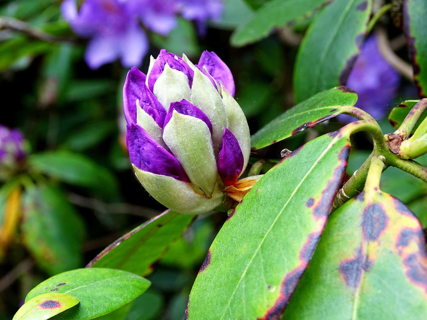 Blütenknospen eines violetten Rhododendronstrauchs