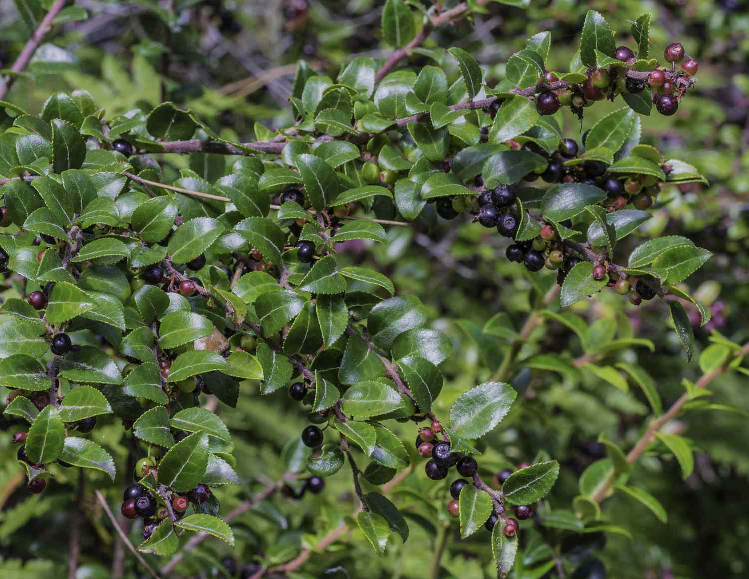 Schwarzer Heidelbeerstrauch (Gaylussacia baccata) an einem sonnigen Standort mit Beeren.