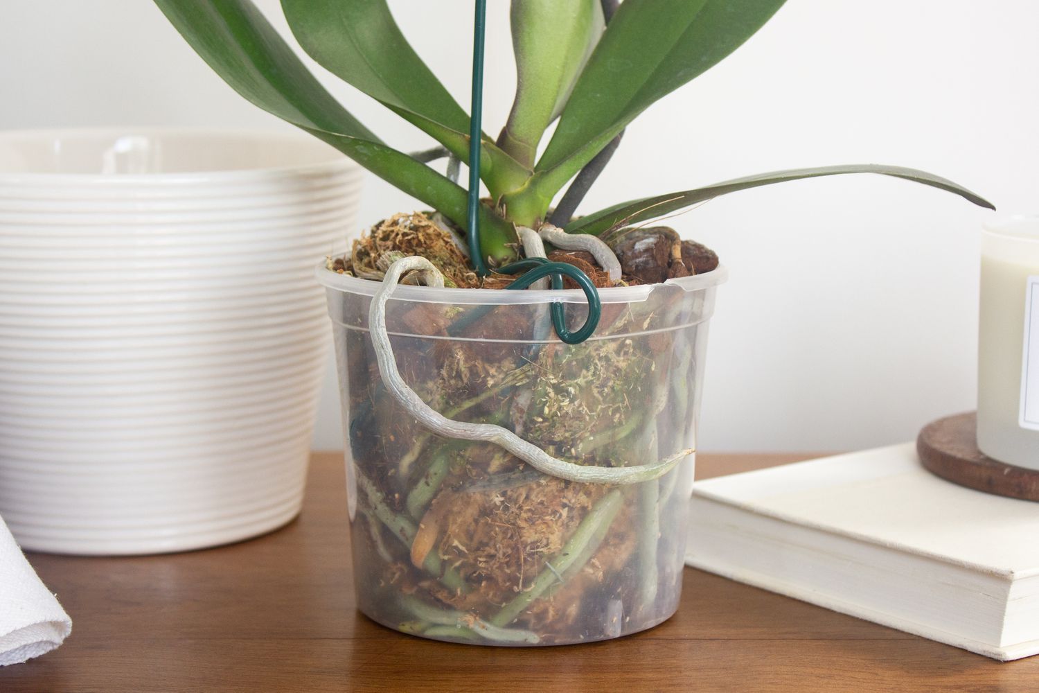 orchidée dans un pot clair montrant des racines visibles