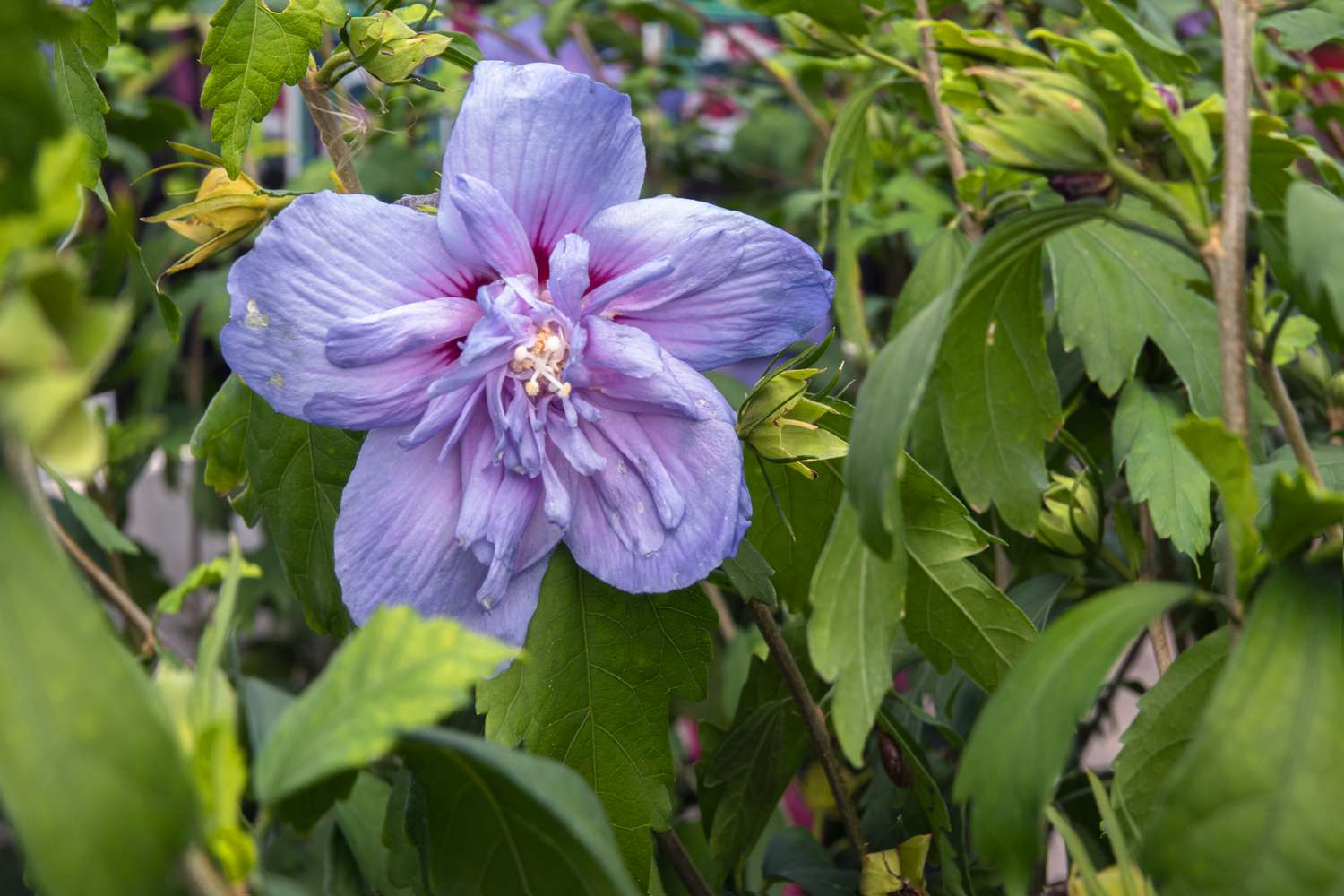 Blaue Chiffonrose mit großen, gerüschten blau-violetten Blütenblättern zwischen Blättern