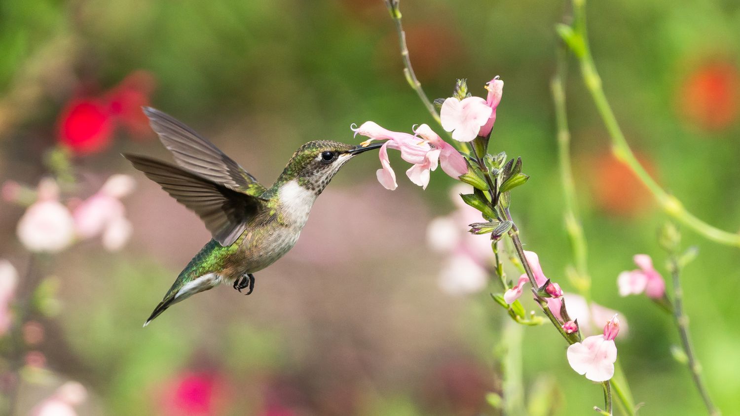 Un colibrí tomando néctar de una flor rosa.