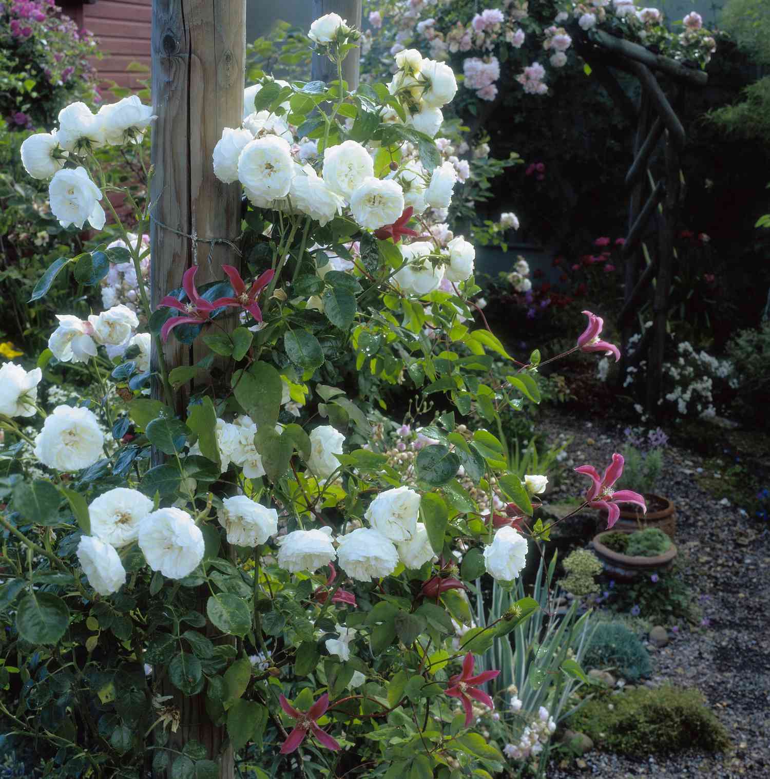 Clarence House rose with white blossoms