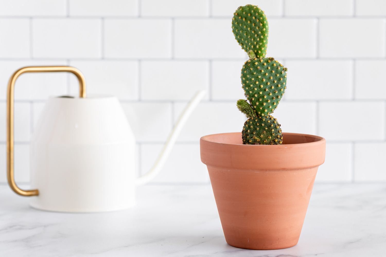 a potted prickly pear cactus