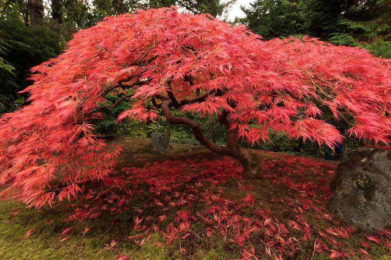 Leuchtend rote Blätter am japanischen Ahornbaum mit verdrehten Ästen in einem Garten